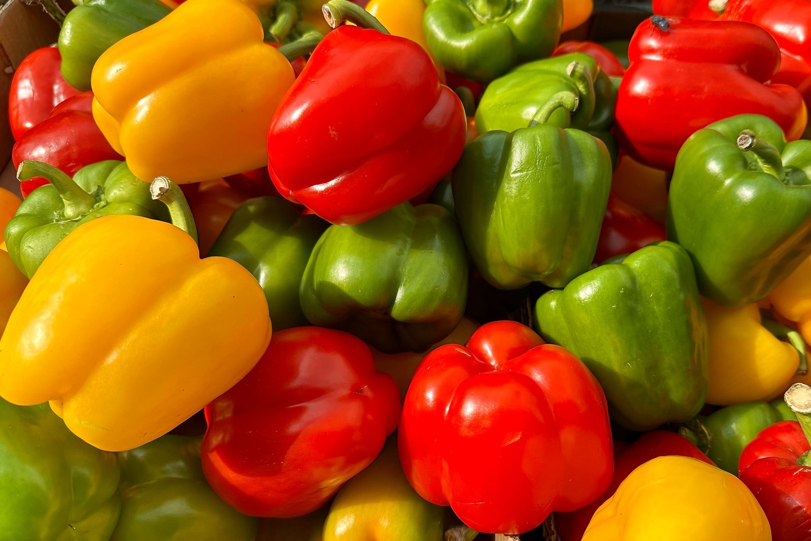 Premium bell peppers and hot peppers