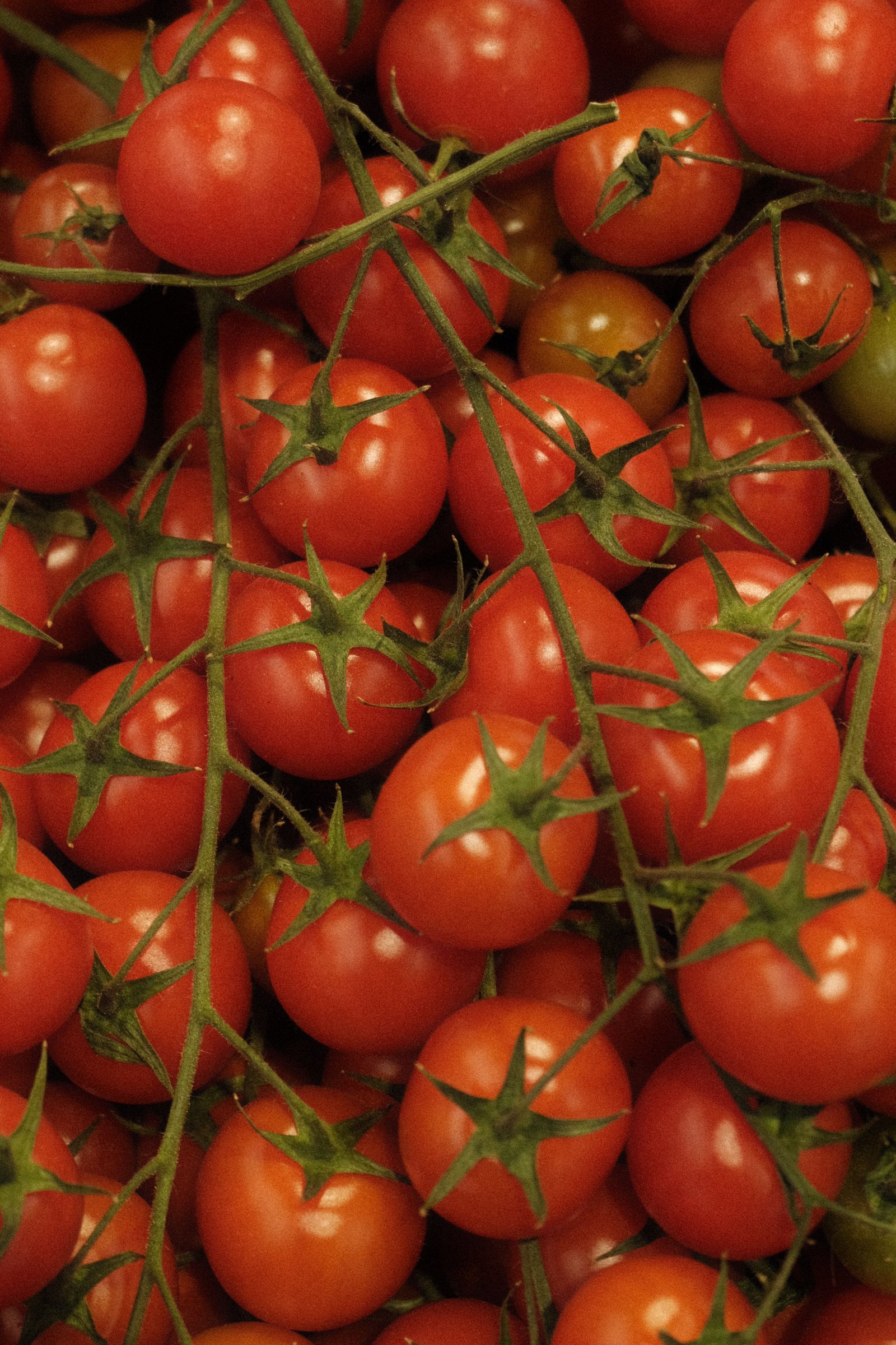 Fresh cluster tomatoes, cherry tomatoes and baby plum tomatoes