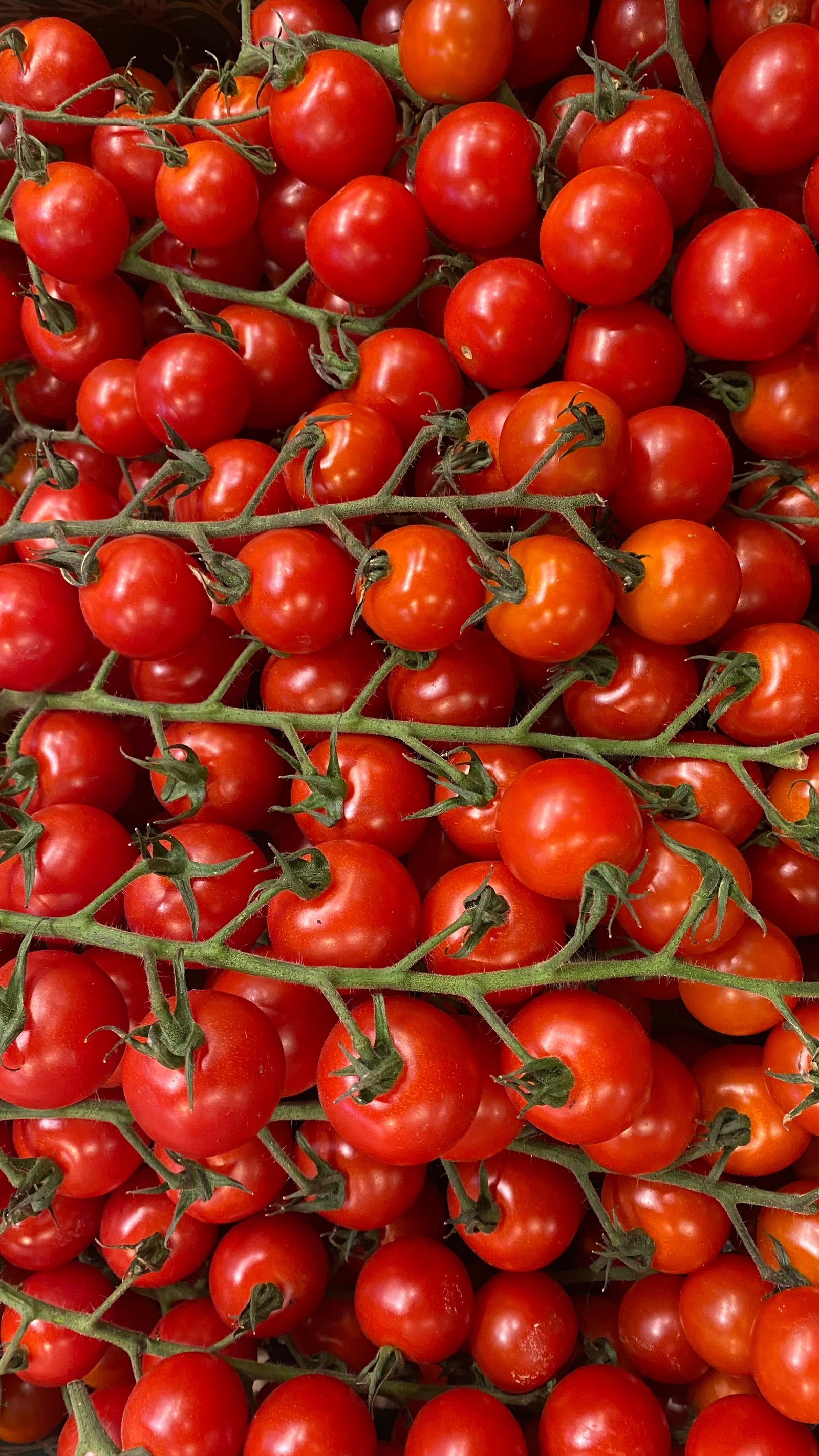 Baby vine tomatoes loose in carton