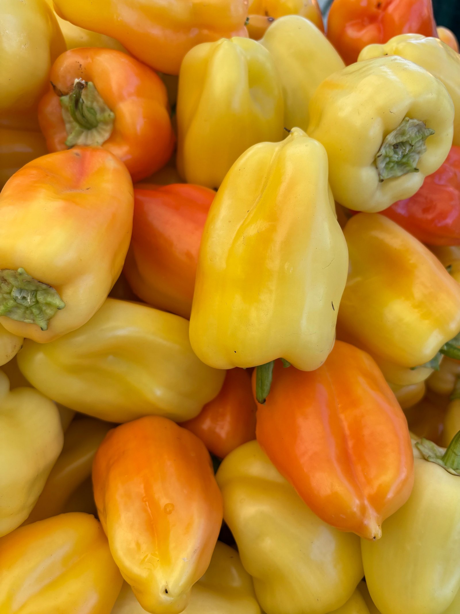 White blocky pepper Papora
